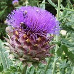 Gesunde Distel: Die Artischocke