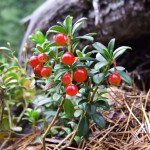 Süß-saure Helfer bei Harnwegsinfektionen: Cranberries
