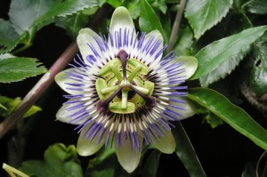 Passionsblume
