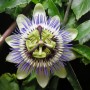 Passionsblume