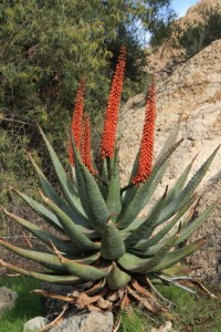 Aloe vera Aloe vera