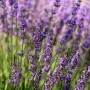 Lavendel