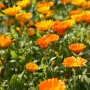 Ringelblume