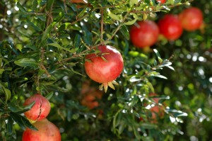 Granatapfel Granatapfel