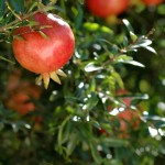 Granatapfel