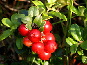 Cranberrys beugen Harnwegsinfekten vor