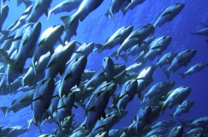Thunfisch enthält Omega-3-Fettsäuren