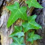 Efeu (Hedera helix)