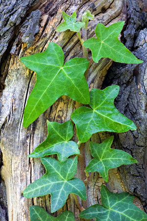 Efeu (Hedera helix)