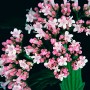 Baldrian (Valeriana officinalis)