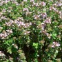 thyme